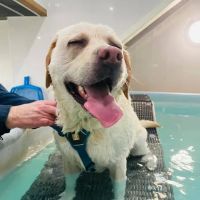 Willow's Hydrotherapy Ltd ico