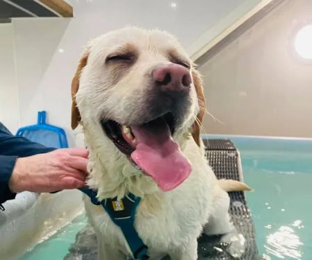 Willow's Hydrotherapy Ltd