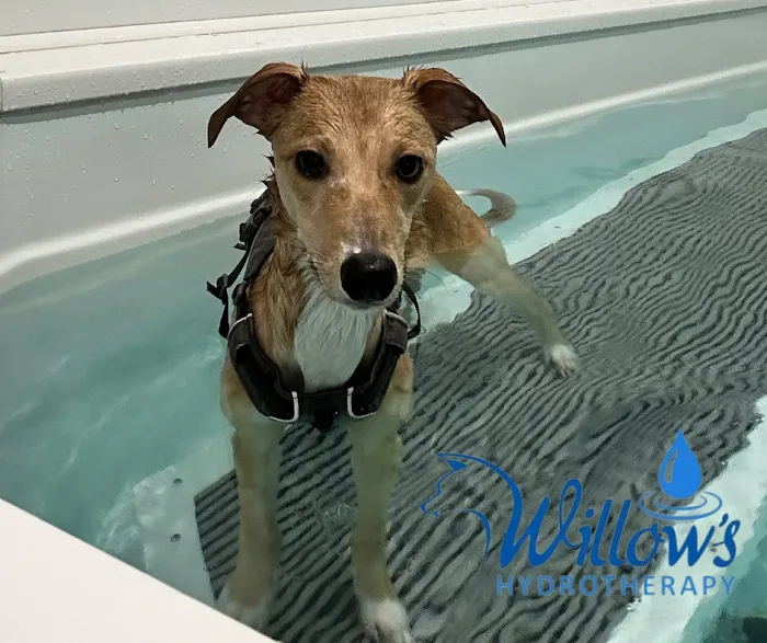 Willow's Hydrotherapy Ltd Picture 10