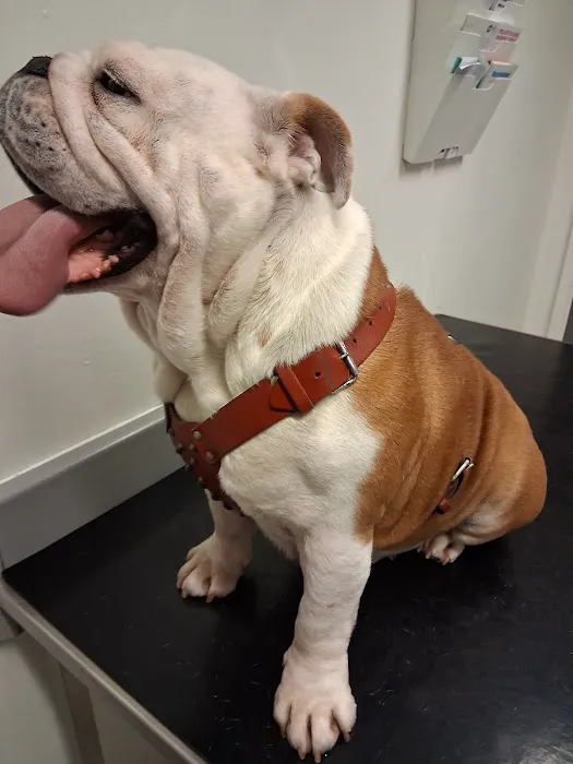 PDSA Pet Hospital Picture 6