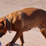 PDSA Pet Hospital