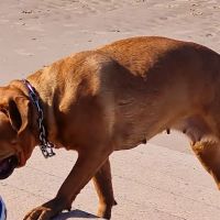 PDSA Pet Hospital ico
