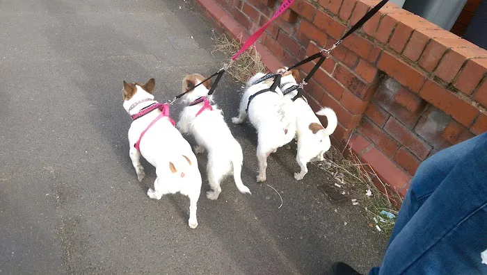 Spen Corner Veterinary Centre Picture 5