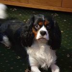 Spen Corner Veterinary Centre