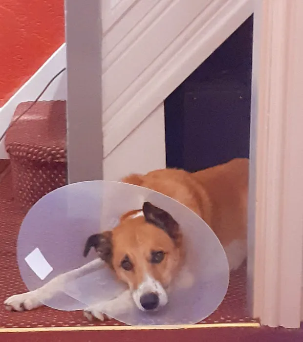 Spen Corner Veterinary Centre Picture 8