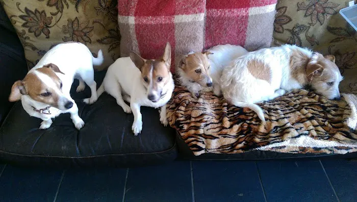 Spen Corner Veterinary Centre Picture 9