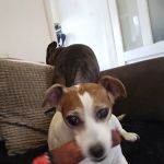 Animal A&E Veterinary Clinic LTD