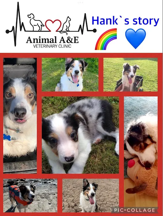 Animal A&E Veterinary Clinic LTD Picture 9