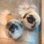 Robert Jones Veterinary Surgery - Blackpool