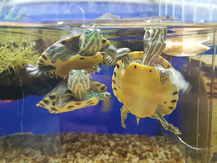 Blackpool Reptiles & Aquatics LTD Picture 8