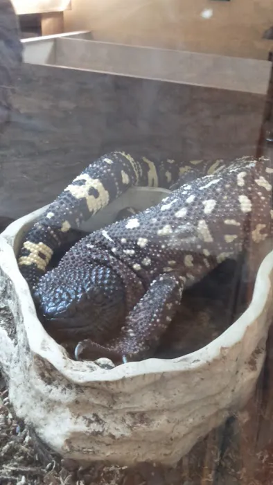 Blackpool Reptiles & Aquatics LTD Picture 2