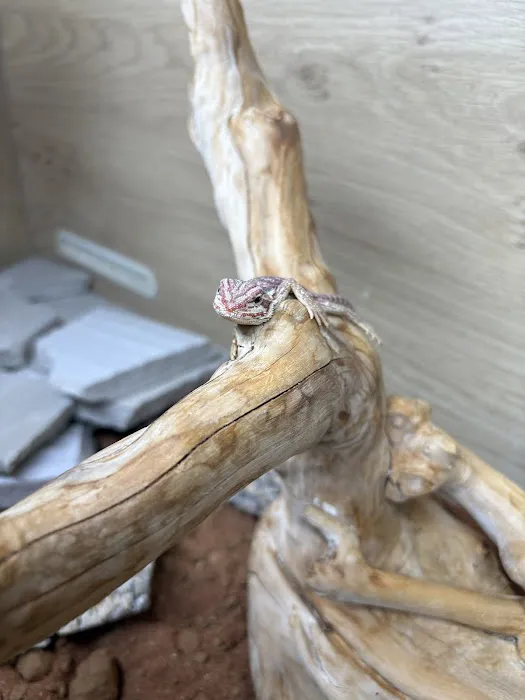 Blackpool Reptiles & Aquatics LTD Picture 5