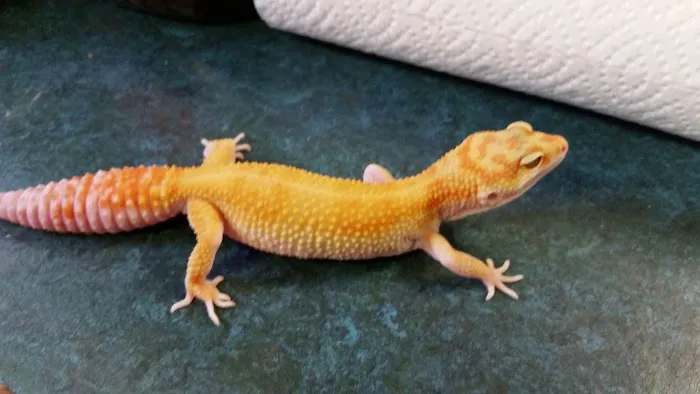 Grinning Gecko Picture 5