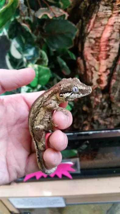 Grinning Gecko Picture 4