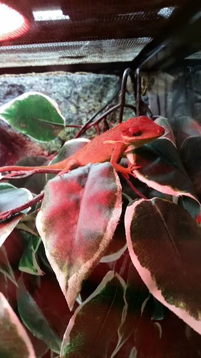 Grinning Gecko Picture 1