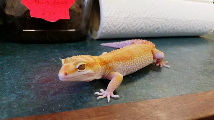 Grinning Gecko Picture 2