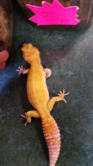 Grinning Gecko Picture 6