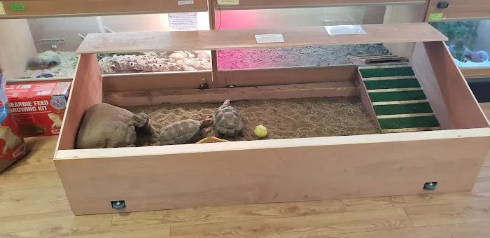 Grinning Gecko Picture 10