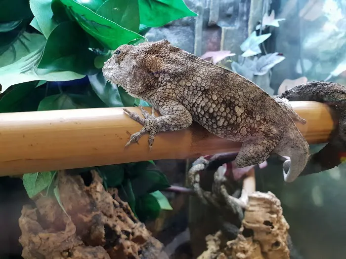 Grinning Gecko Picture 9