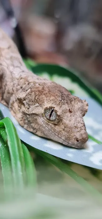 Grinning Gecko Picture 8