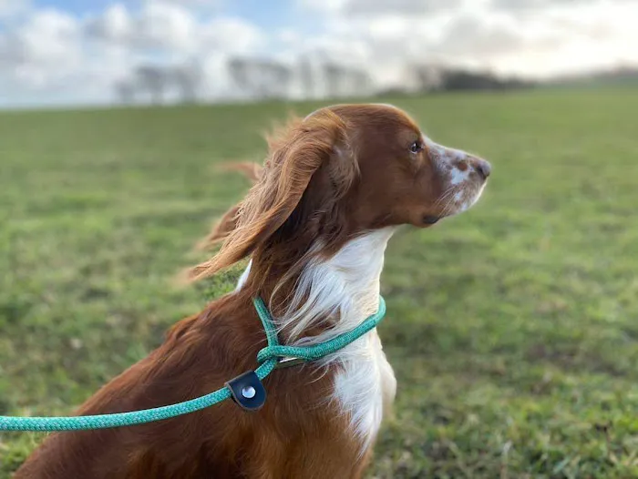 All Things Rope Picture 4