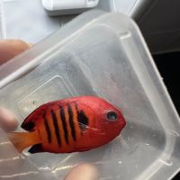 Sandgate aquatics ico