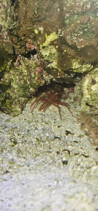 Sandgate aquatics Picture 3