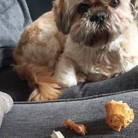 JP's Pet Supplies ico