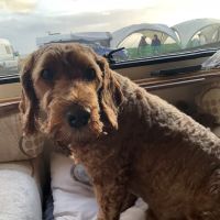 The Beacon Veterinary Centre ico