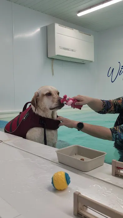 North Paws Rehabilitation Referrals ltd Picture 2