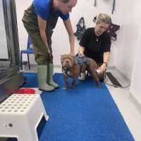 North Paws Rehabilitation Referrals ltd ico