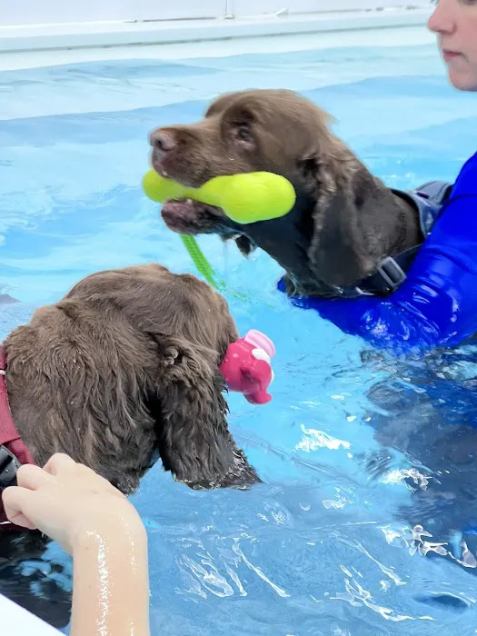 North Paws Rehabilitation Referrals ltd Picture 7