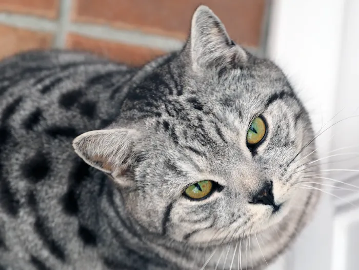 Cosy Cattery Picture 7