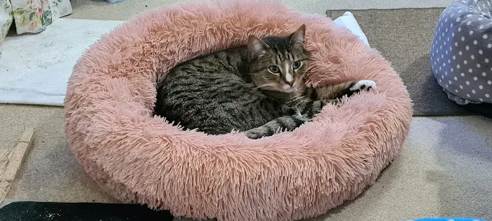 Cosy Cattery Picture 3