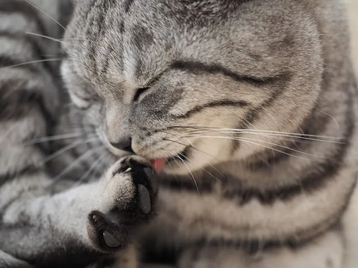 Cosy Cattery Picture 5