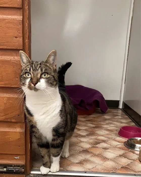 Cosy Cattery Picture 4