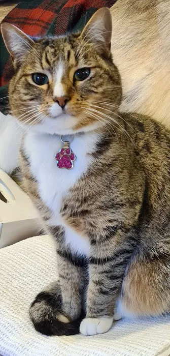 Cosy Cattery Picture 6