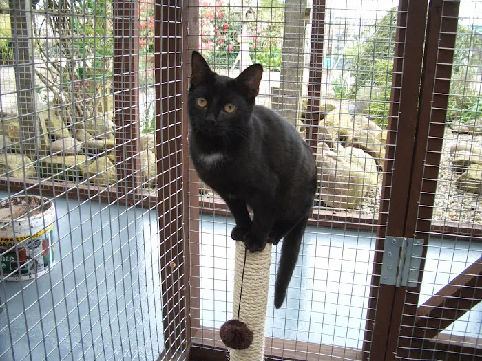 Cats at Fern Bank Picture 2