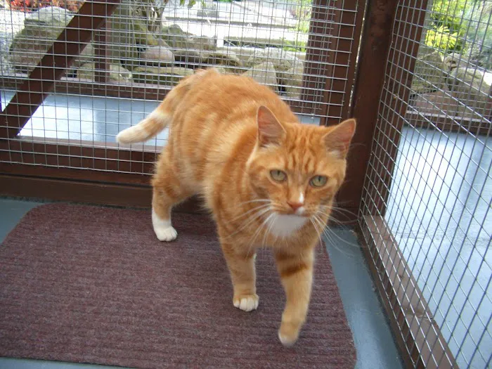 Cats at Fern Bank Picture 1