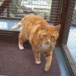 Cats at Fern Bank