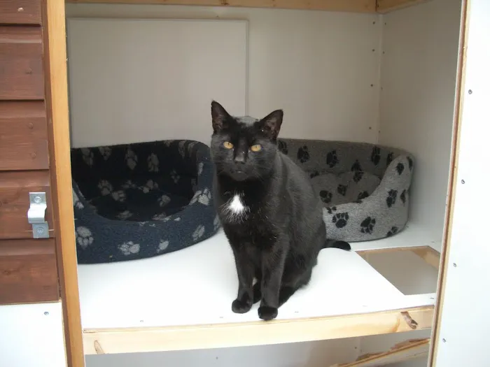 Cats at Fern Bank Picture 6