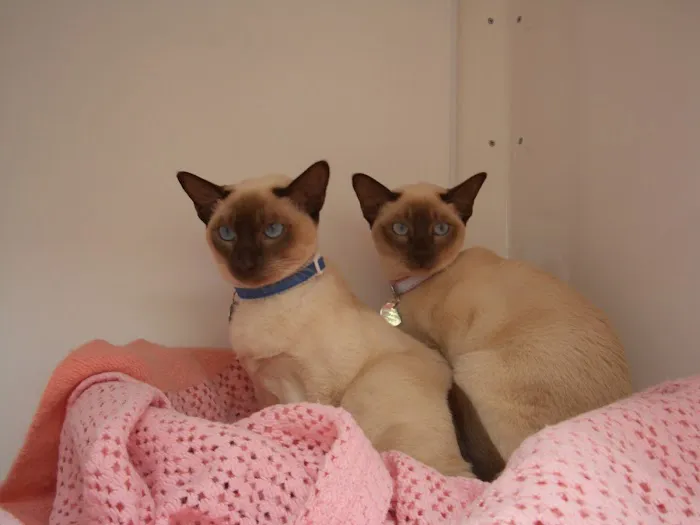 Cats at Fern Bank Picture 5