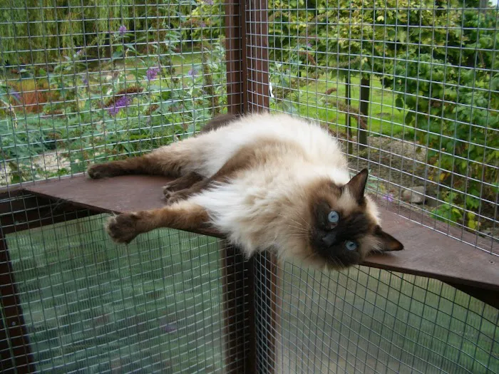 Cats at Fern Bank Picture 8