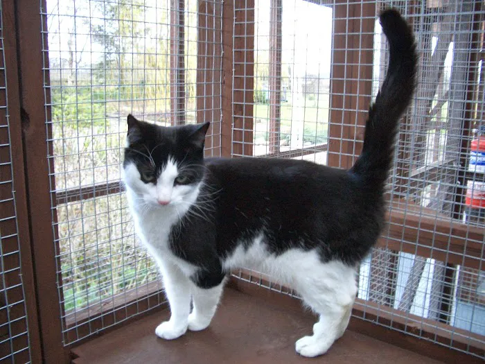 Cats at Fern Bank Picture 4