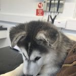 Bishopton Veterinary Group Pateley Bridge