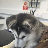 Bishopton Veterinary Group Pateley Bridge ico