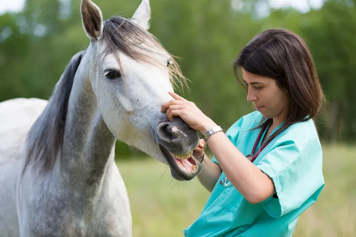 Eclipse Equine Veterinary Practice Picture 2