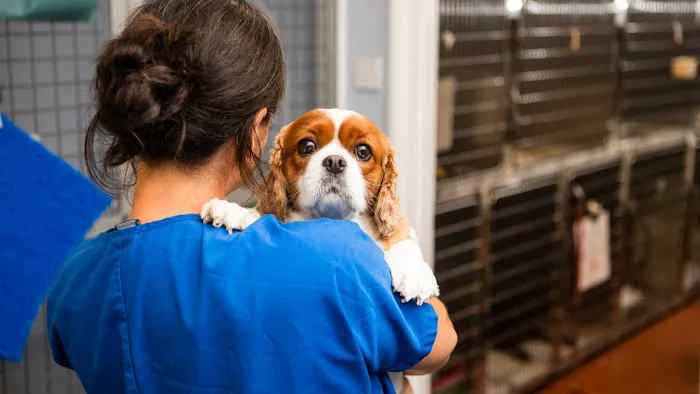Rae, Bean & Partners Veterinary Surgery Picture 2