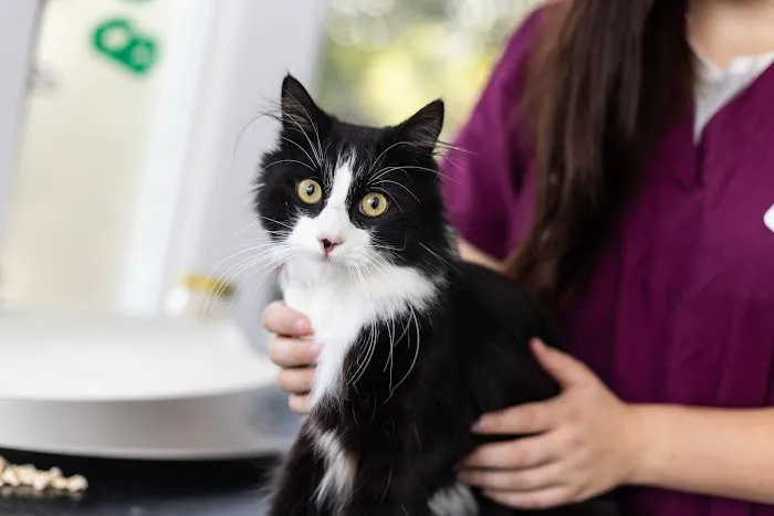 Rae, Bean & Partners Veterinary Surgery Picture 6