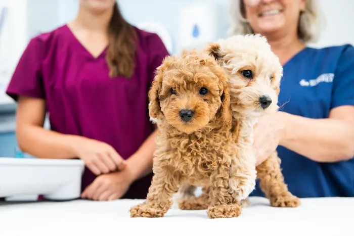 Rae, Bean & Partners Veterinary Surgery Picture 7